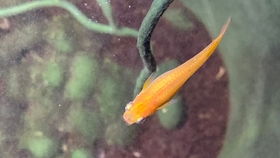 观赏除藻虾品种全览中，水族清洁高手图鉴里新手选虾指南里哪种虾最适合我的鱼缸？