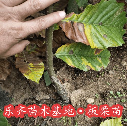 冬春茬厚皮白兰瓜嫁接育苗，探讨嫁接技术提高抗病性及生长效率