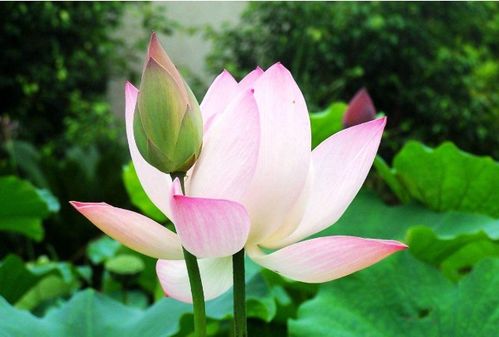 种植荷花，你得先知道这些！