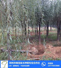 柳树用途广泛，价值不菲