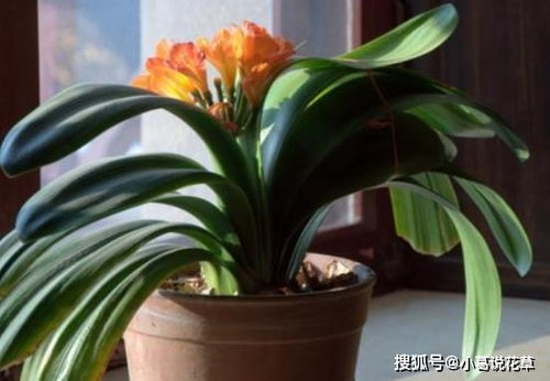 环境不适， 导致烂根