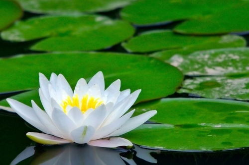 睡莲栽种方式分享