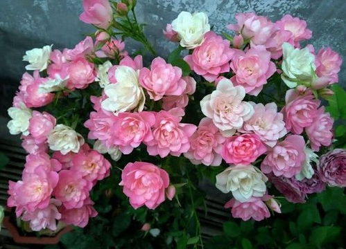 开花机器勤花月季推荐花友版