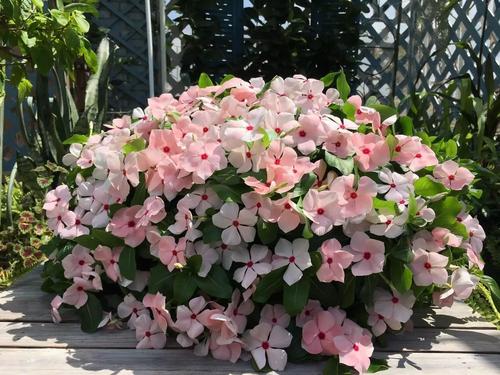 第五名：爬藤榕——美观又实用的好选择