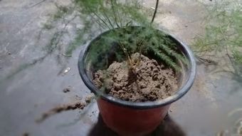 让土壤梗肥沃：添加有机肥料