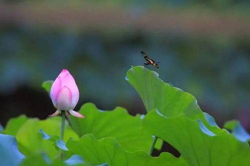 “曙光初现，花开希望