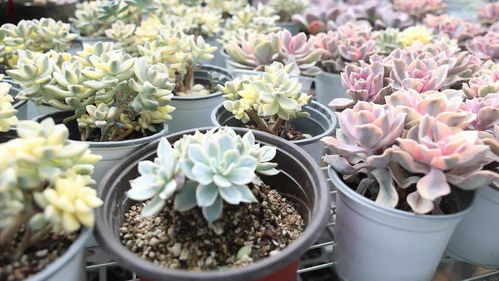 多肉药锦与正常多肉的区别揭秘