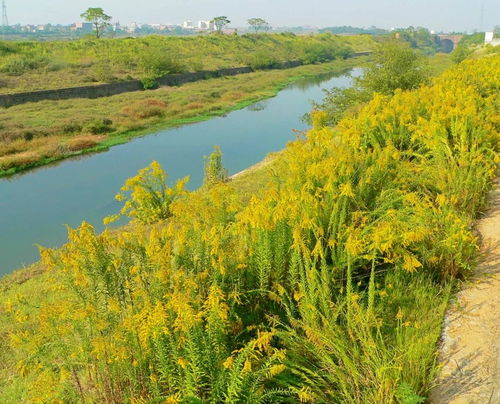 河边的神奇植物