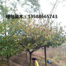 市树之谜：探寻城市的灵魂与精神