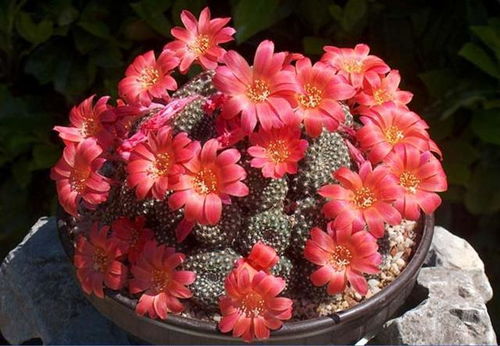 花皇后种植养护，教你健康开花秘诀