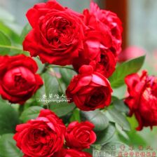 月季花与玫瑰花之较量：哪个geng划算？