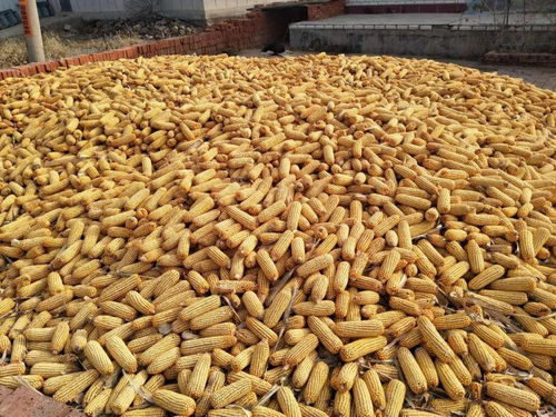 东北的奇迹：三明治埋根法