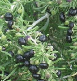 枸杞苗木价格信息大汇总