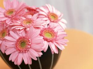 夏日阳光下的非洲菊：高温休眠，花儿为何不开？