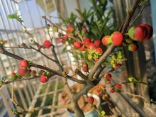 病弱枝条， 斜切防积水