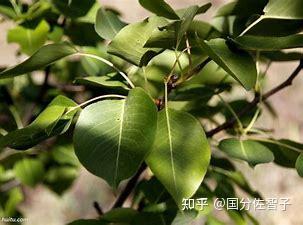 揭秘梨树的奇妙开花秘密：先花后叶