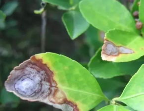 金花茶病虫害防治中，生物防治方法有哪些具体措施和技巧