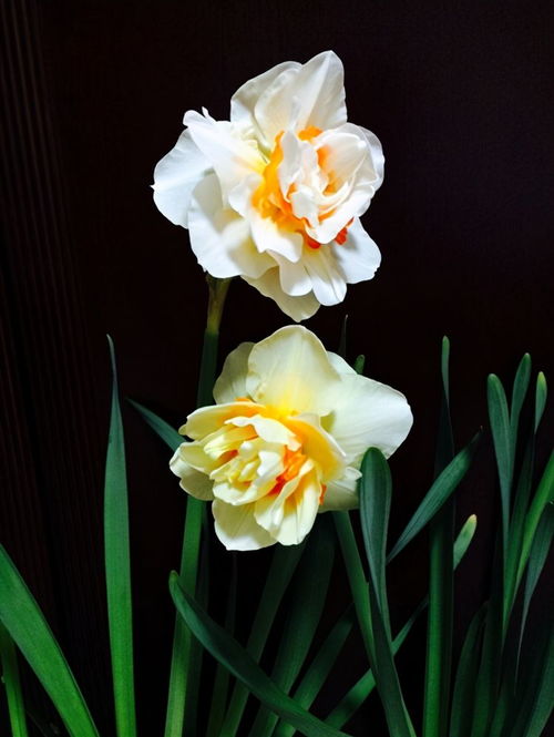 洋水仙不宜水培，种植更佳选！