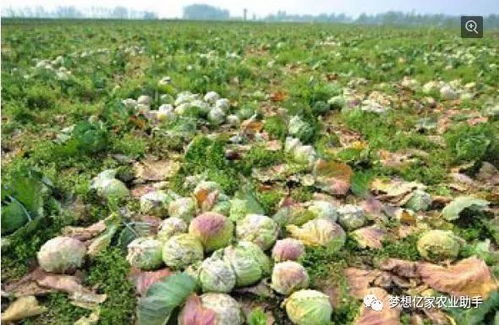 西安铁岭县腰堡村35万斤生菜滞销