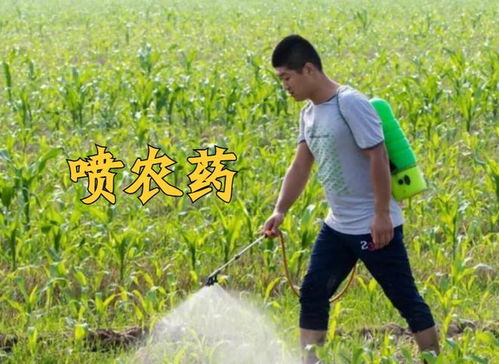 农药高温下的分解与失效