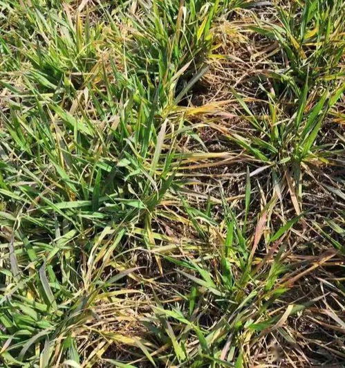 鸭舌草的烦恼，怎么破？