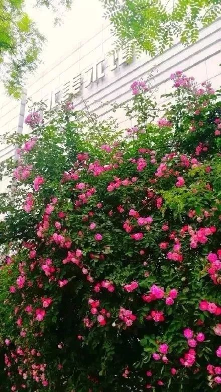 婚纱照的绝佳背景