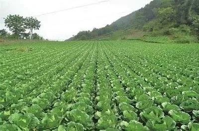 播种前用丁草胺除草剂：土壤处理好