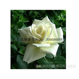 盆栽大花月季苗的价格之谜