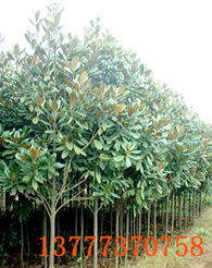 四、 萧山花木城，乔木类品种齐全