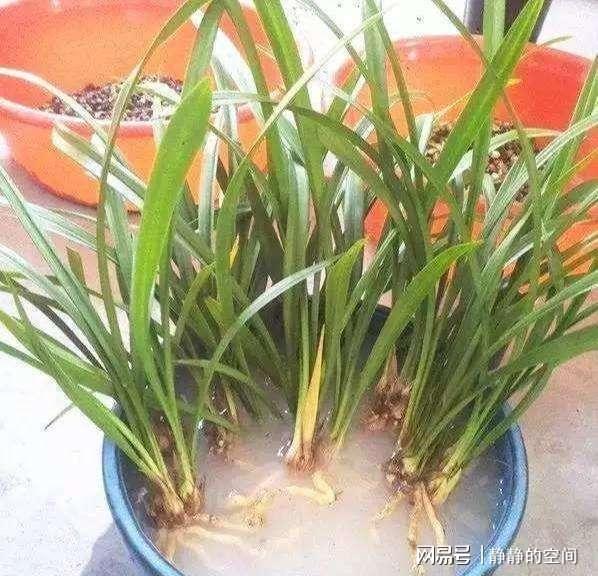 醡浆草花语解析，分盆技巧，养花必备！