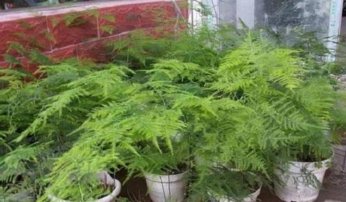 文竹的宠物平安与案例分享