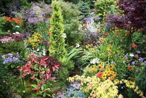 乔灌木类， 美丽又实用