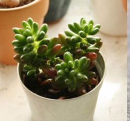 多肉花有哪些作用和功效？