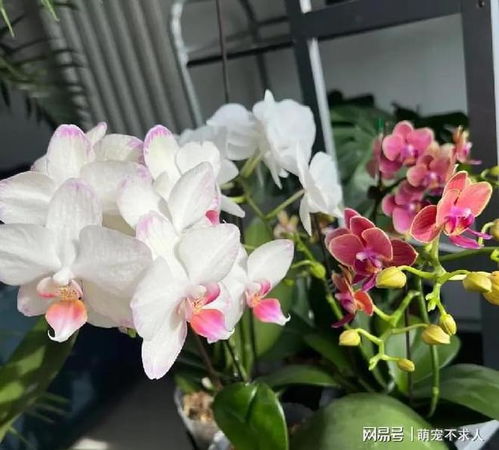 兔耳朵花冬天怎么保养？如何让花朵在寒冷中绽放