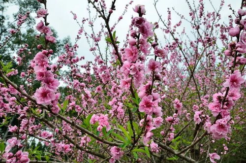 春天花开，缤纷绽放