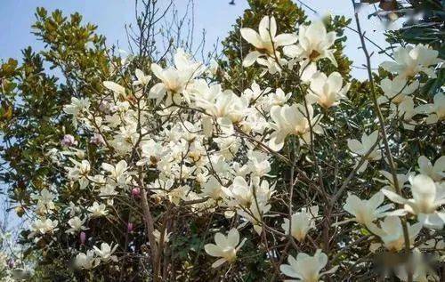 防治病虫害要用心