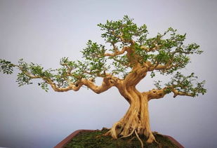 聚财树修剪造型，如何打造独特财富树
