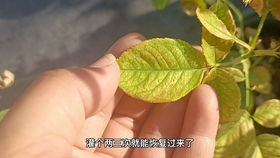 早春月季黄叶，原因多端