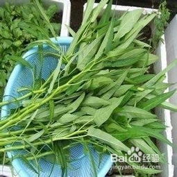 空心菜怎么种长得快？种植时间和方法看这里