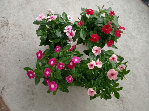 四季种花终极拷问