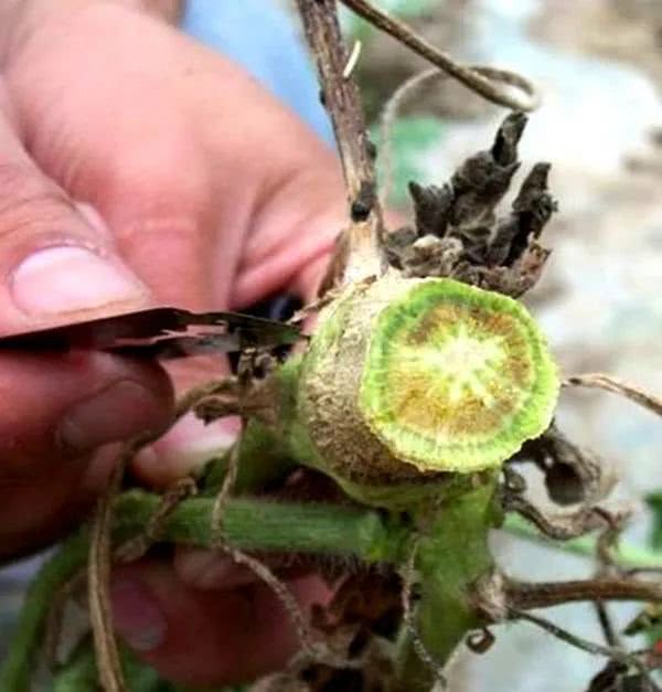 不Neng灌根， 还有其他办法