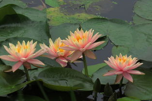 睡莲：水中的美丽精灵