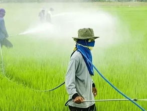 代森锌锰与代森联和代森锰锌作用有何区别？