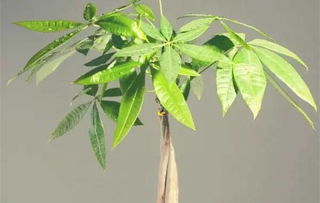 使用固定牵引， 既省心又美观