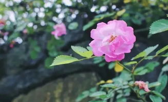 晨曦中的月季， 温柔绽放