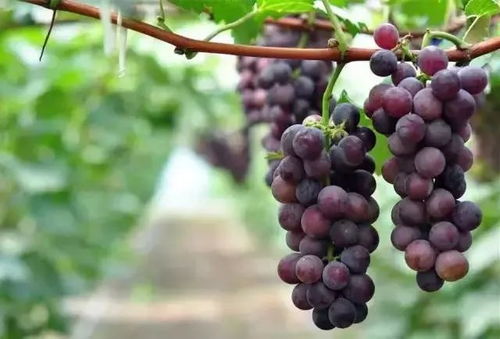 guan与国光葡萄的一些基本信息