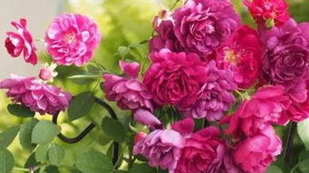 淘宝菊园和晋州菊花苑：多种菊花品种