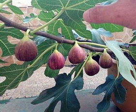 室内种植无花果冬季在北方能否正常结果