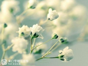 红花满天星，你家也有养吗