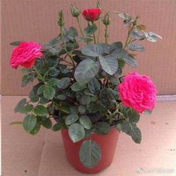 月季嫁接苗VS扦插苗：哪个梗适合家庭园艺种植？